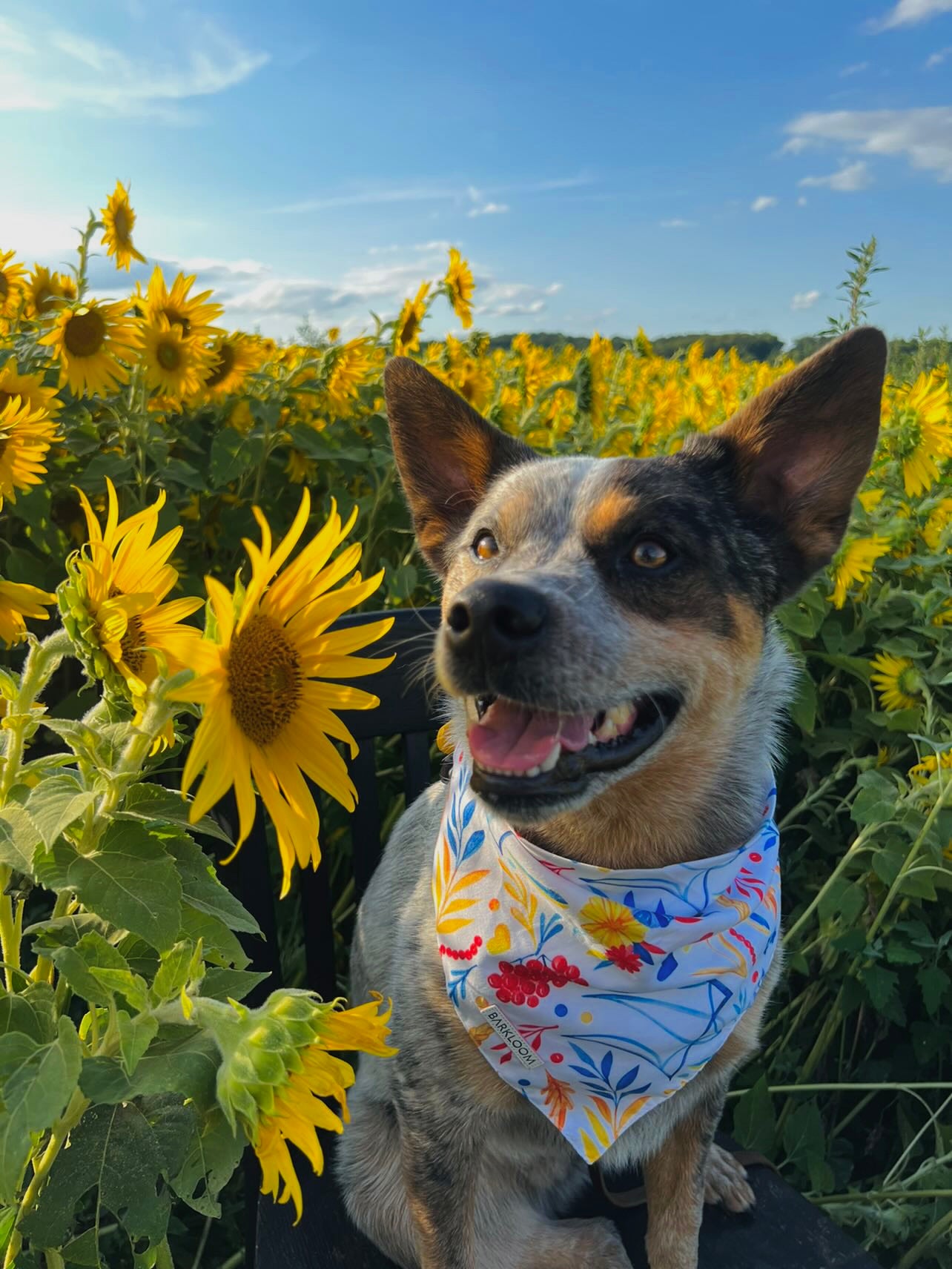 Liberty Dog Bandana